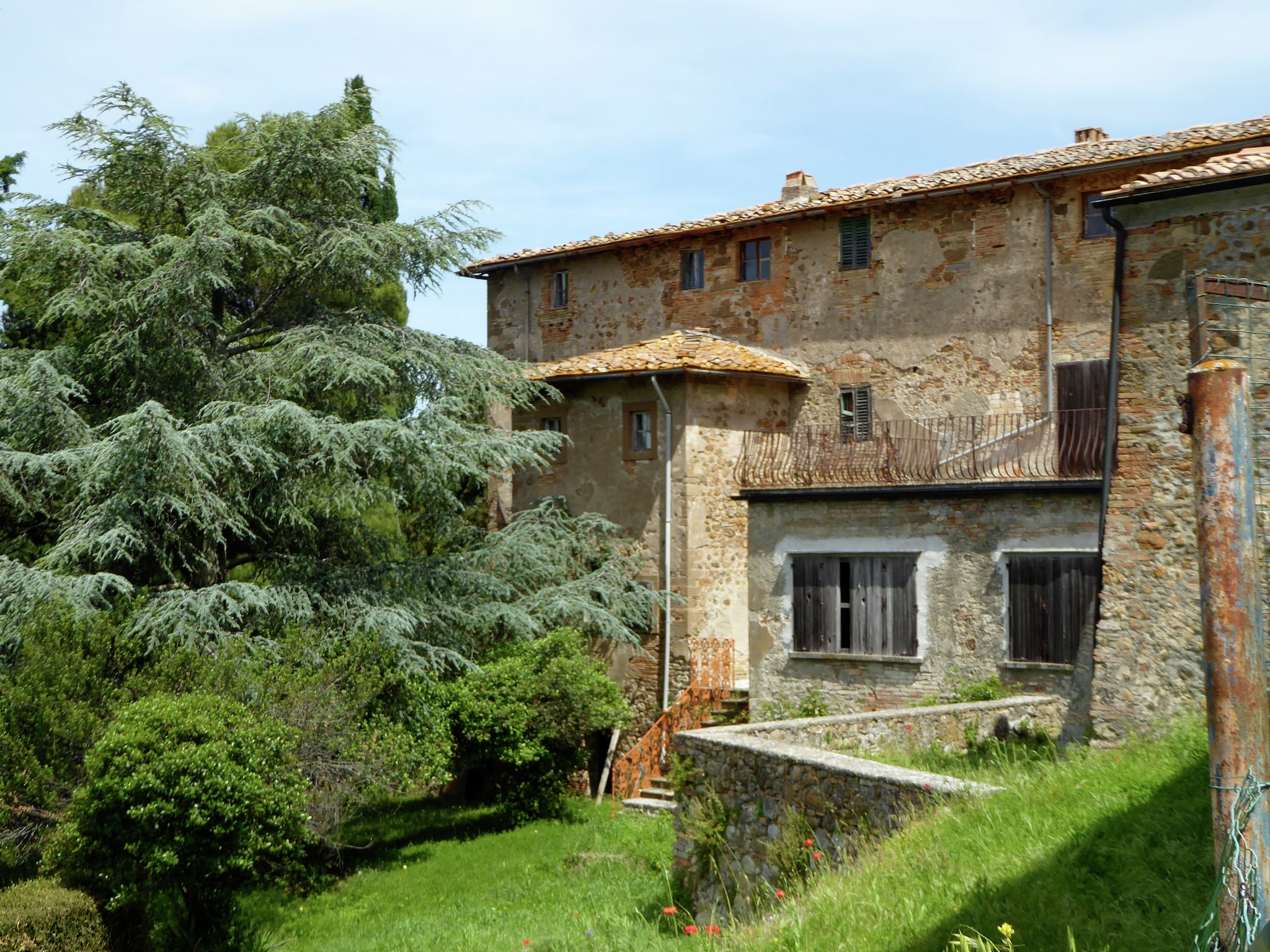  Cardellino