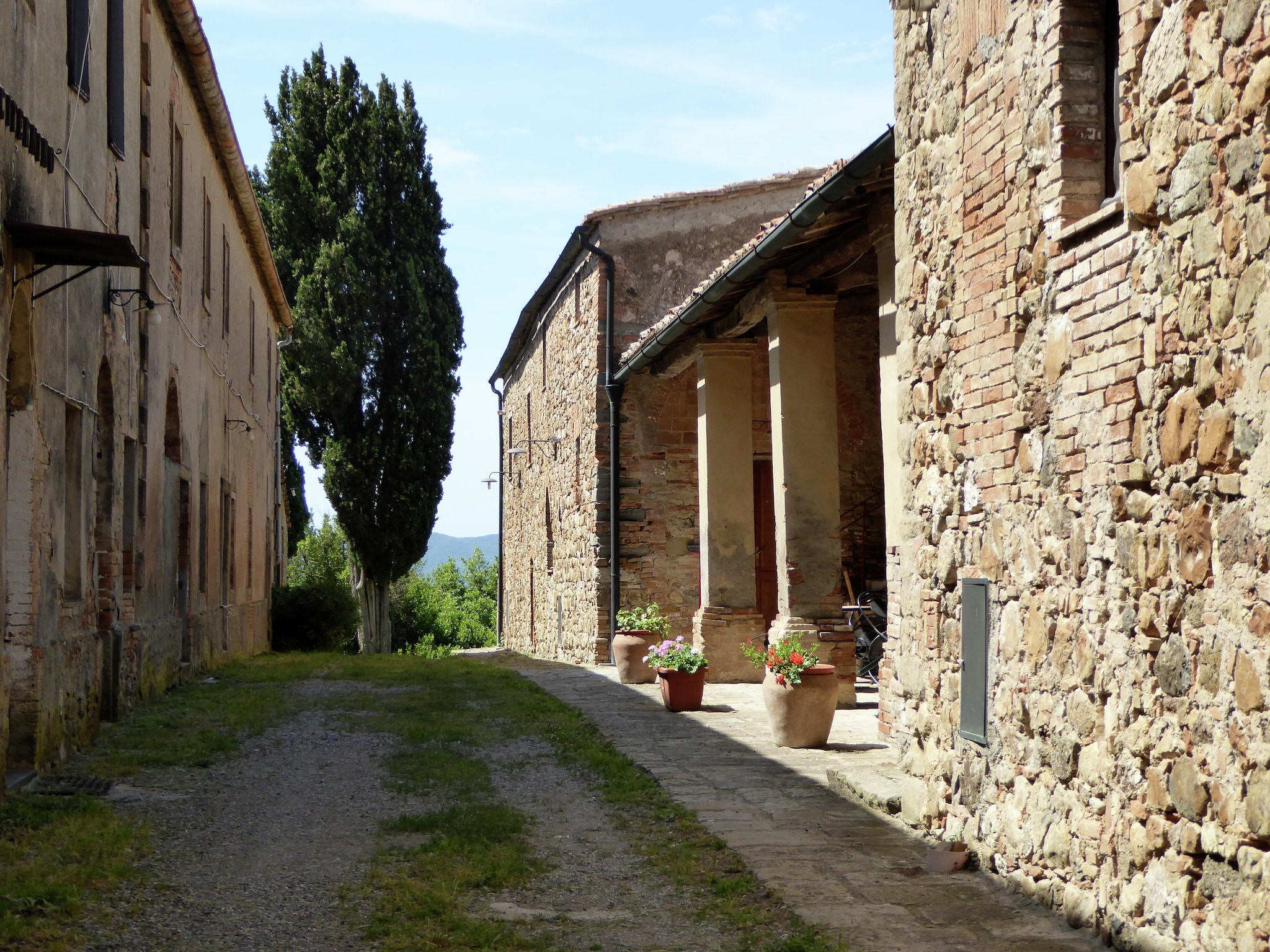   Cardellino