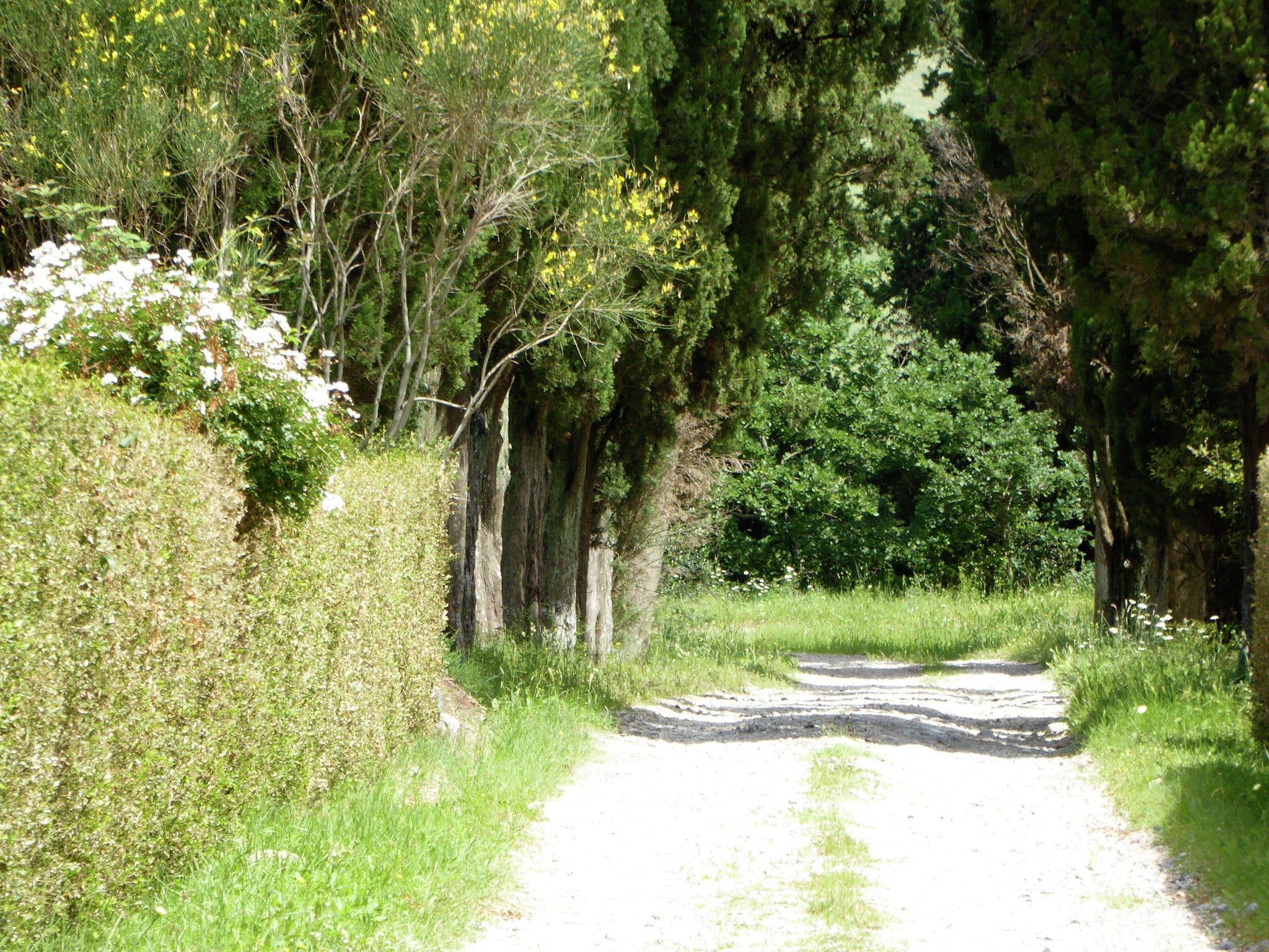   Cardellino