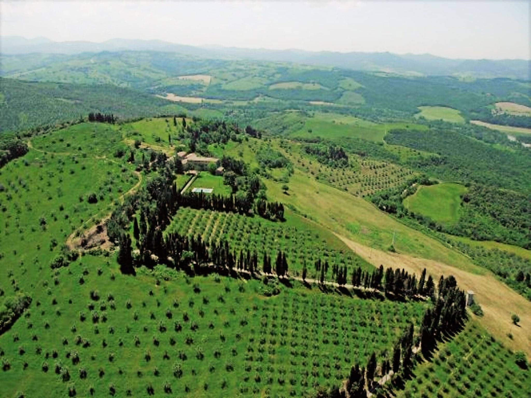   Cardellino