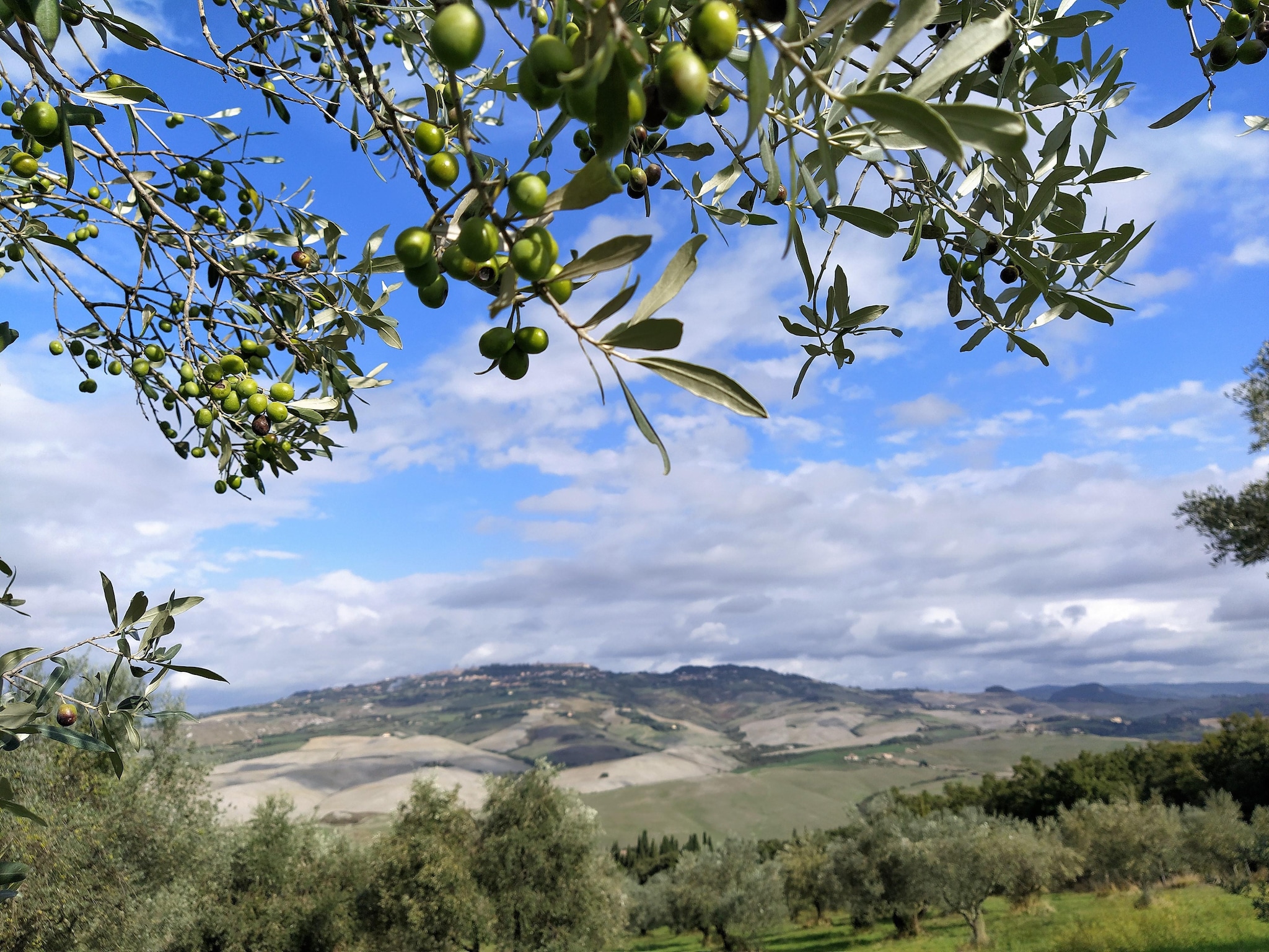   Cardellino