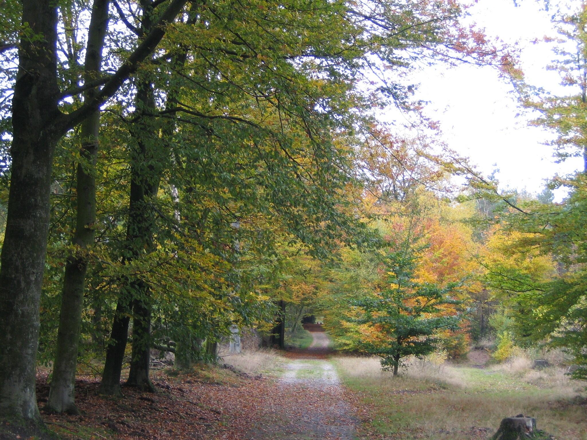   Bungalowpark Hoenderloo 2