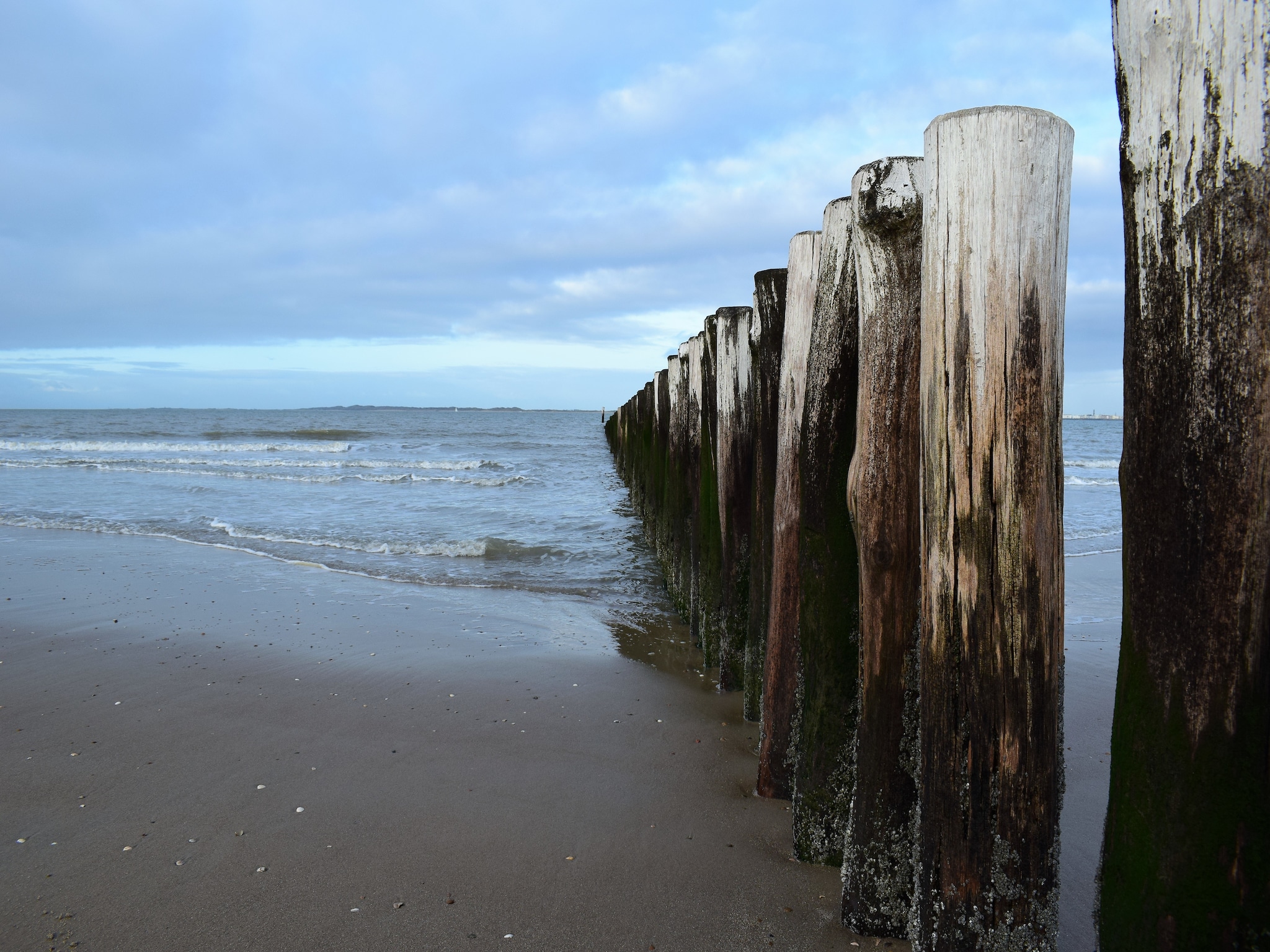   De Zeeschelp