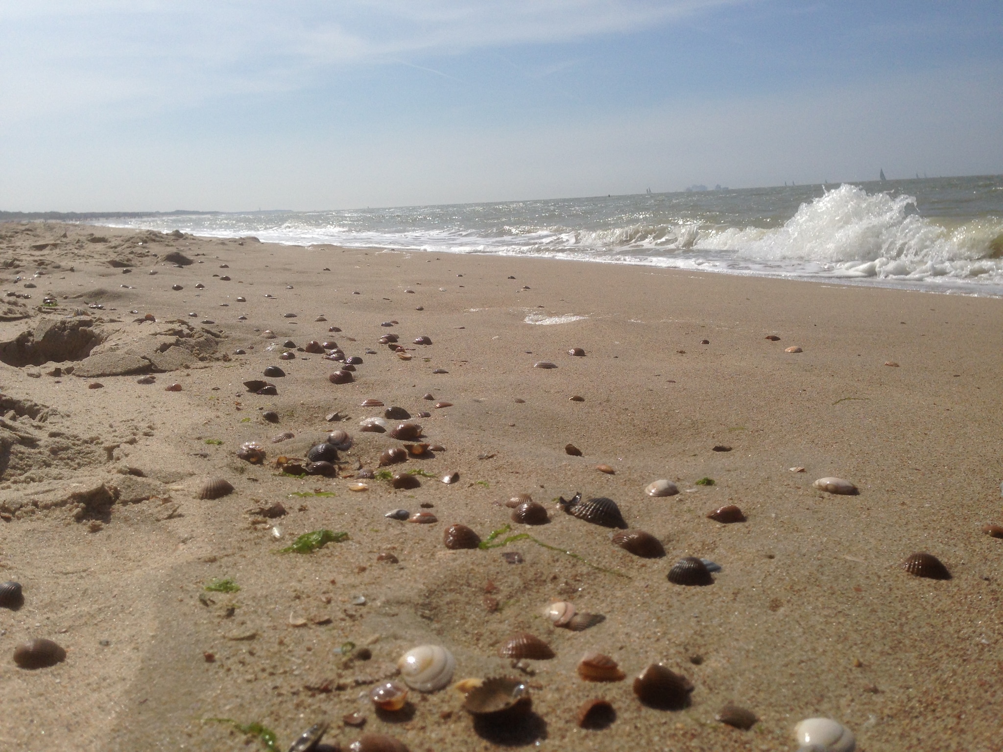   De Zeeschelp