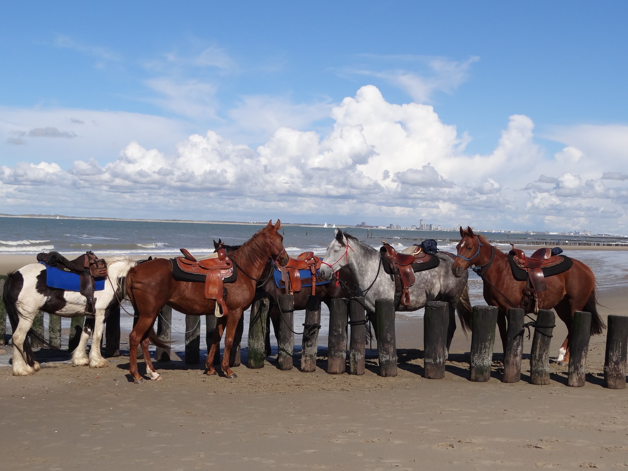   De Zeeschelp