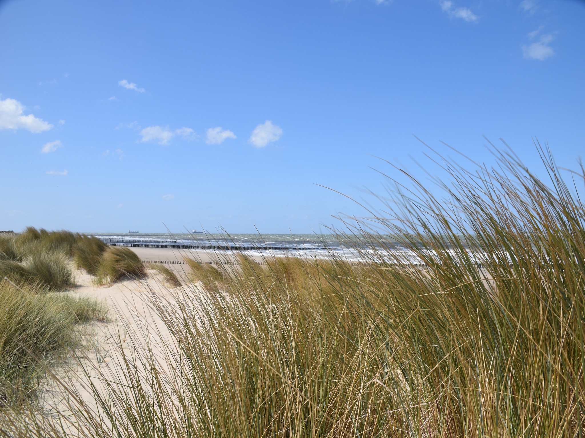   De Zeeschelp
