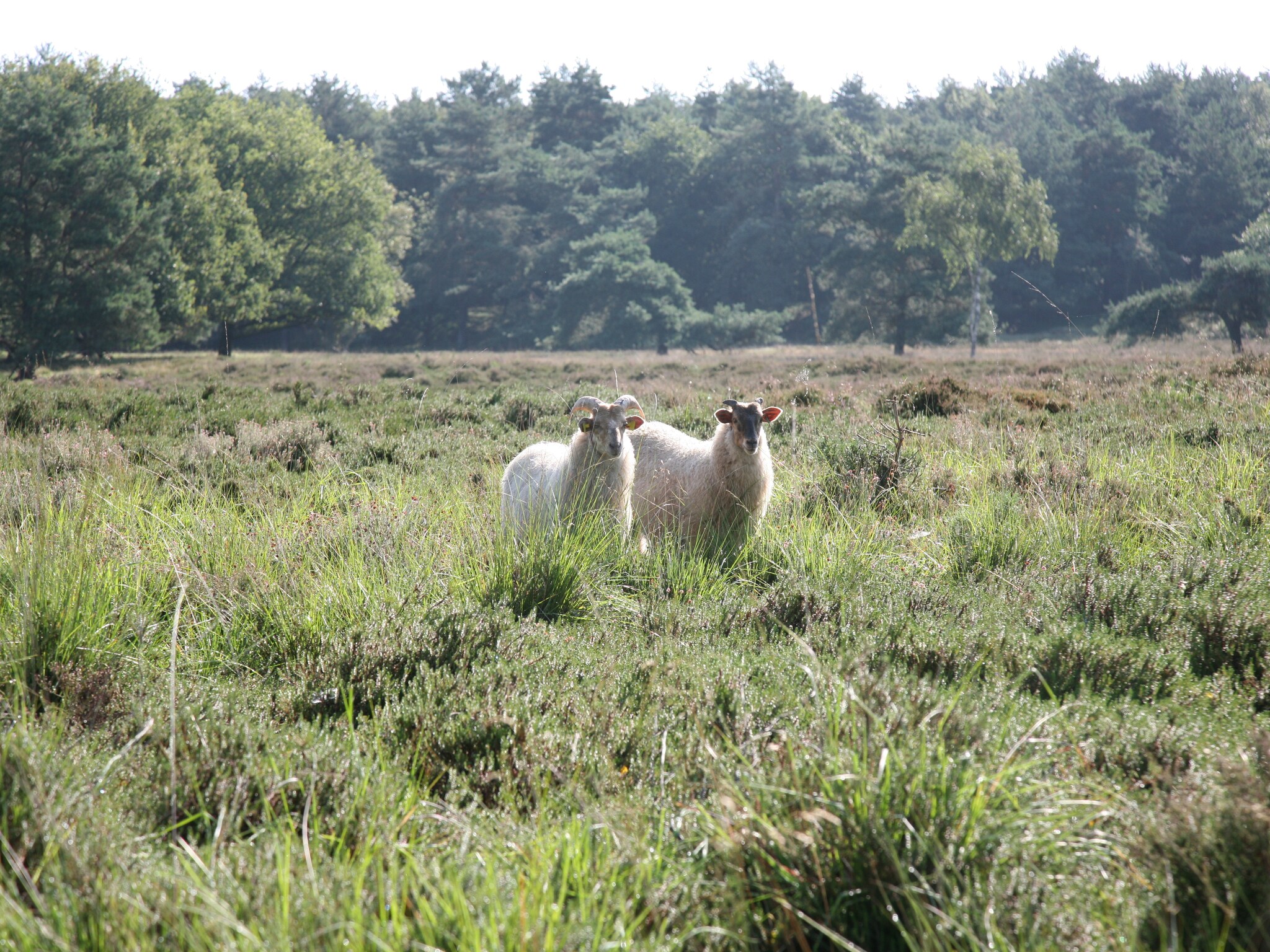   Landgoed Het Grote Zand 1