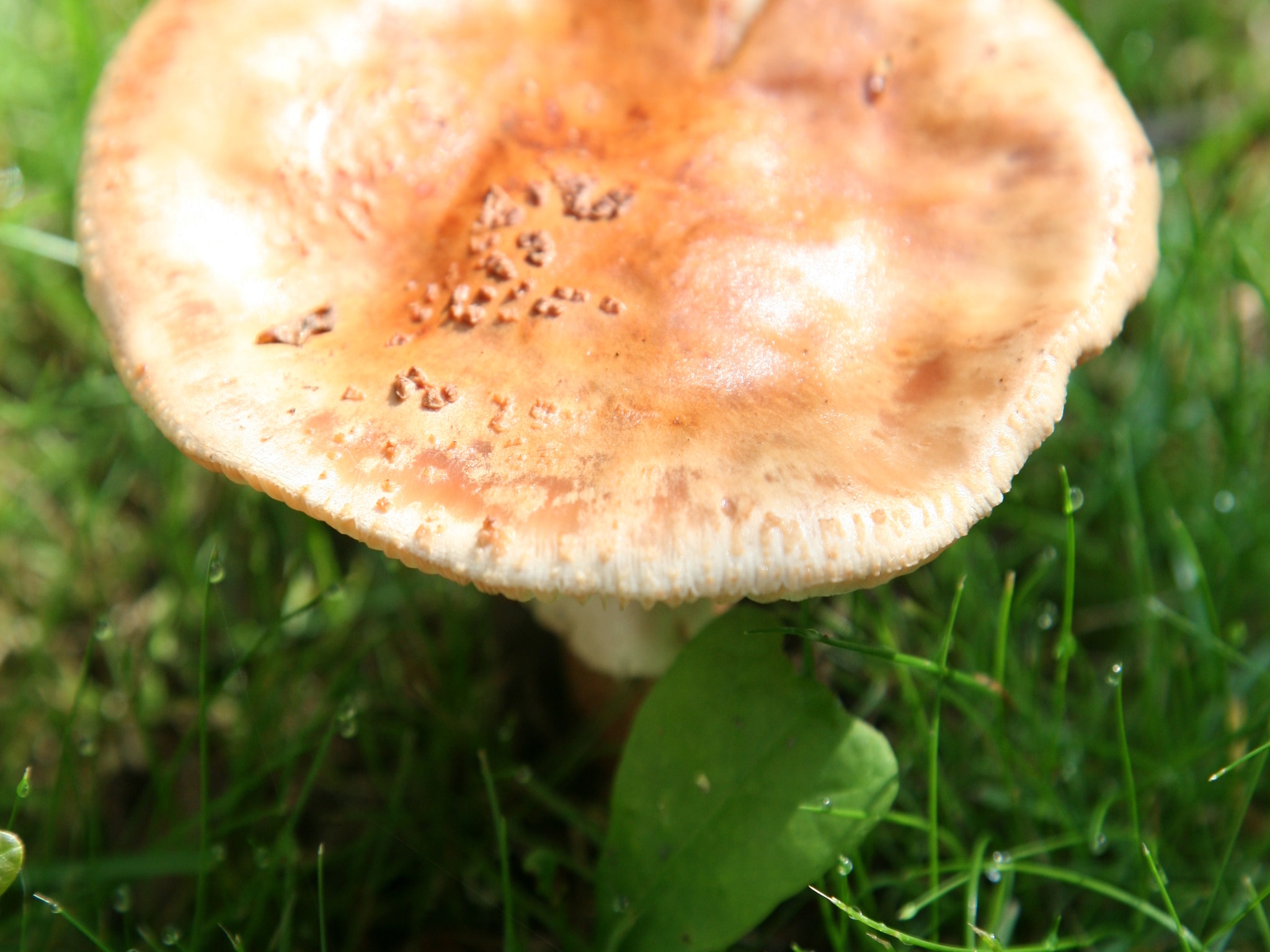   Landgoed Het Grote Zand 1