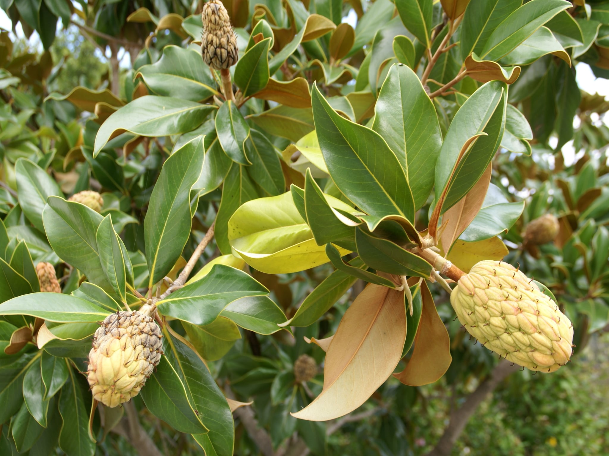   Acitaja