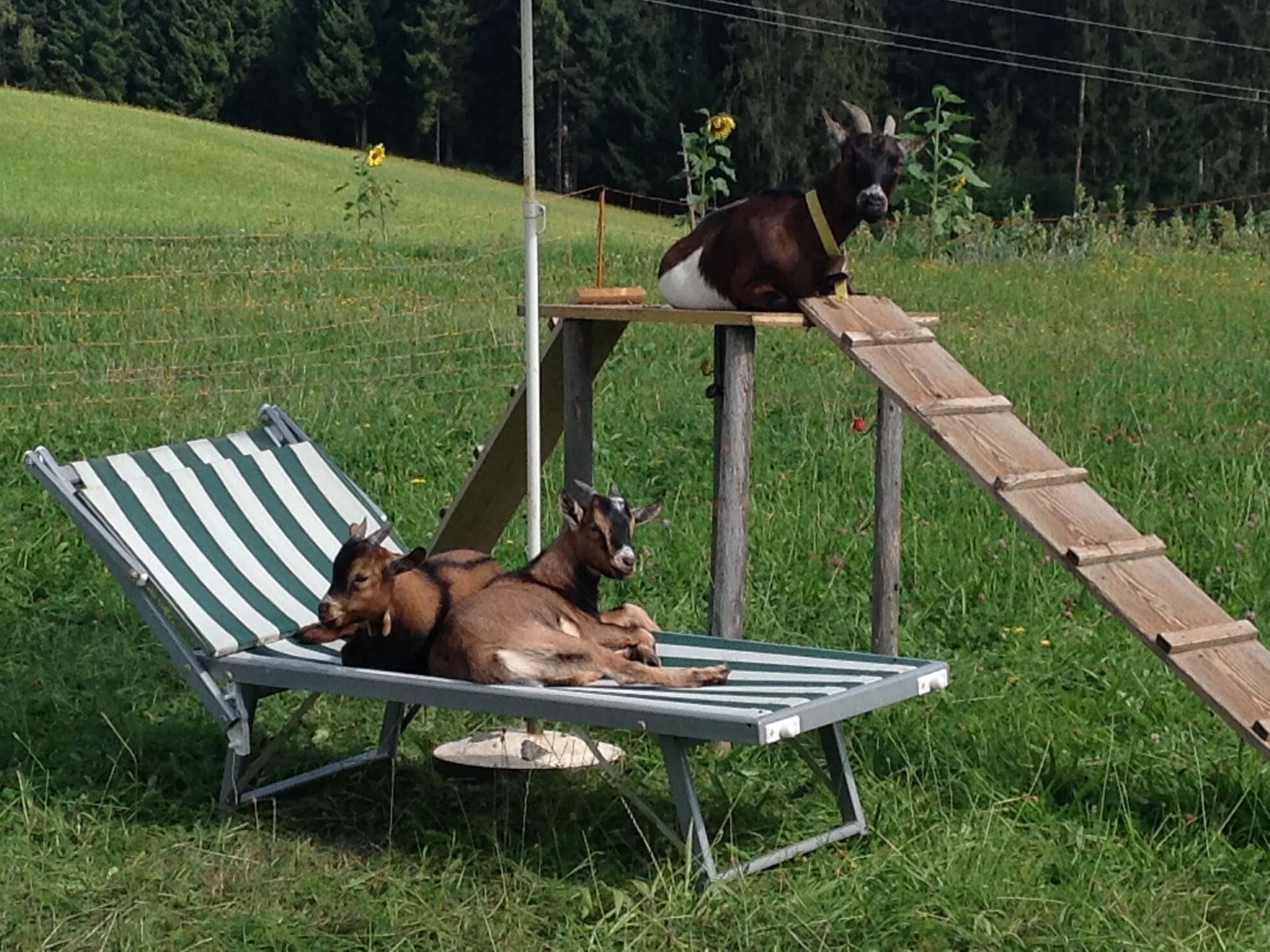 Ferienwohnung Alpenrose