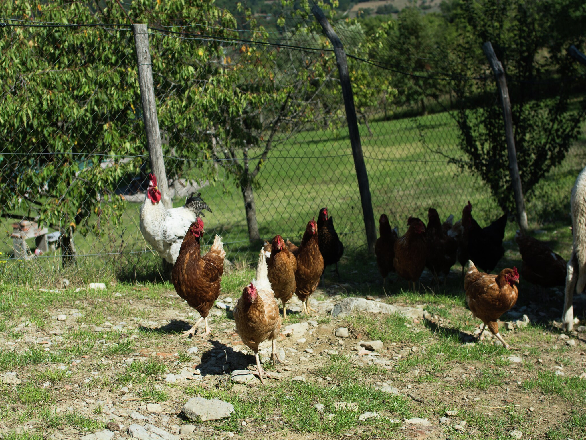   Il Muretto Intero