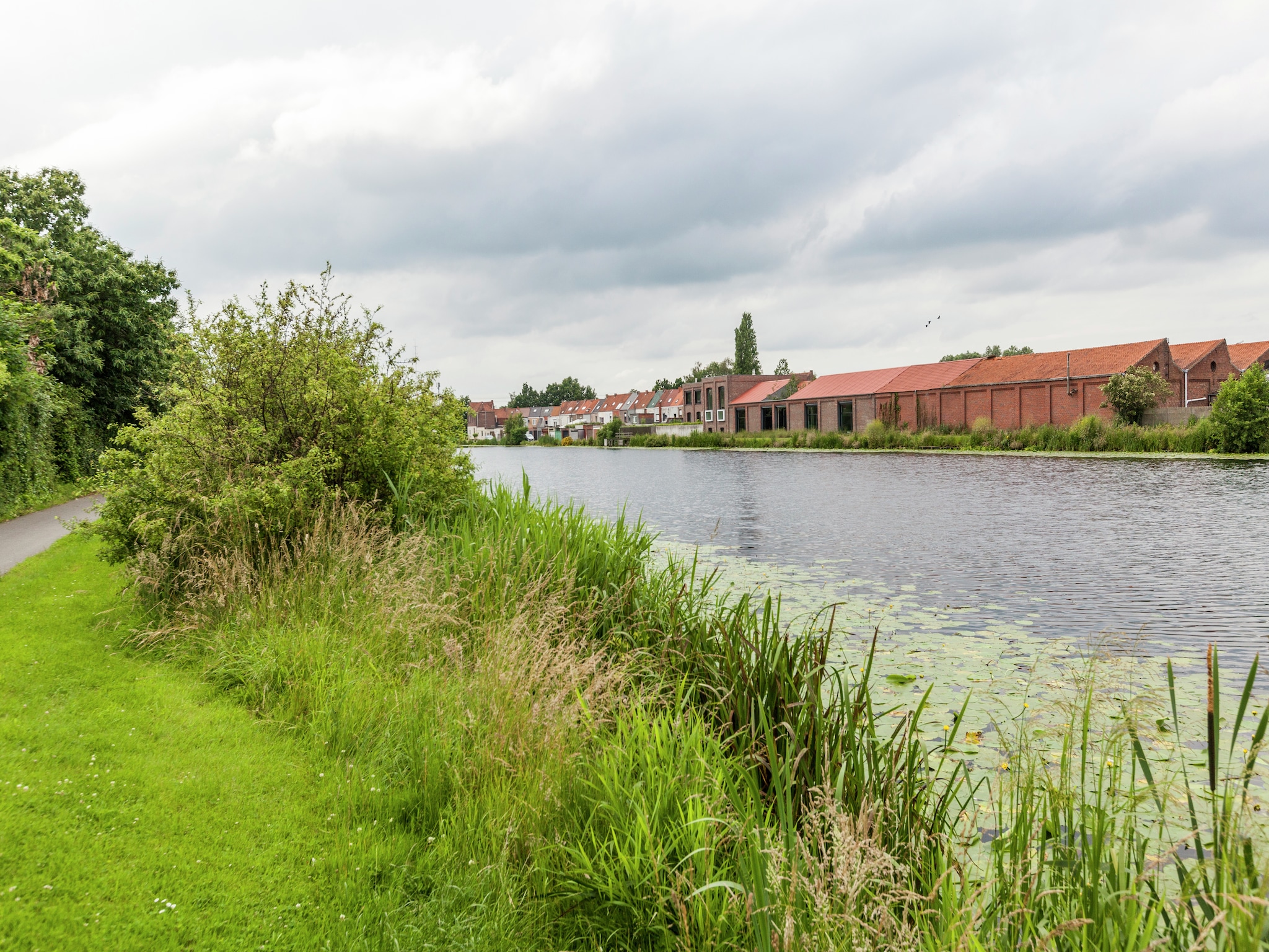   Leeuw van Vlaanderen