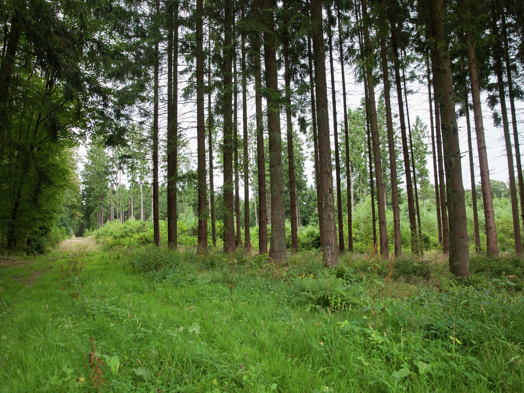   Fichtenhof