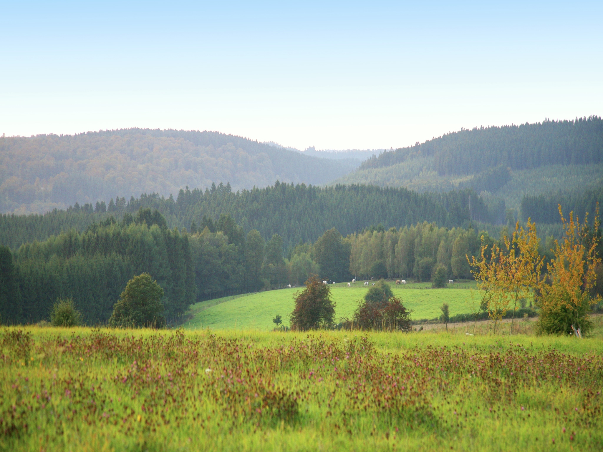 Vakantiehuis Les Orchidées