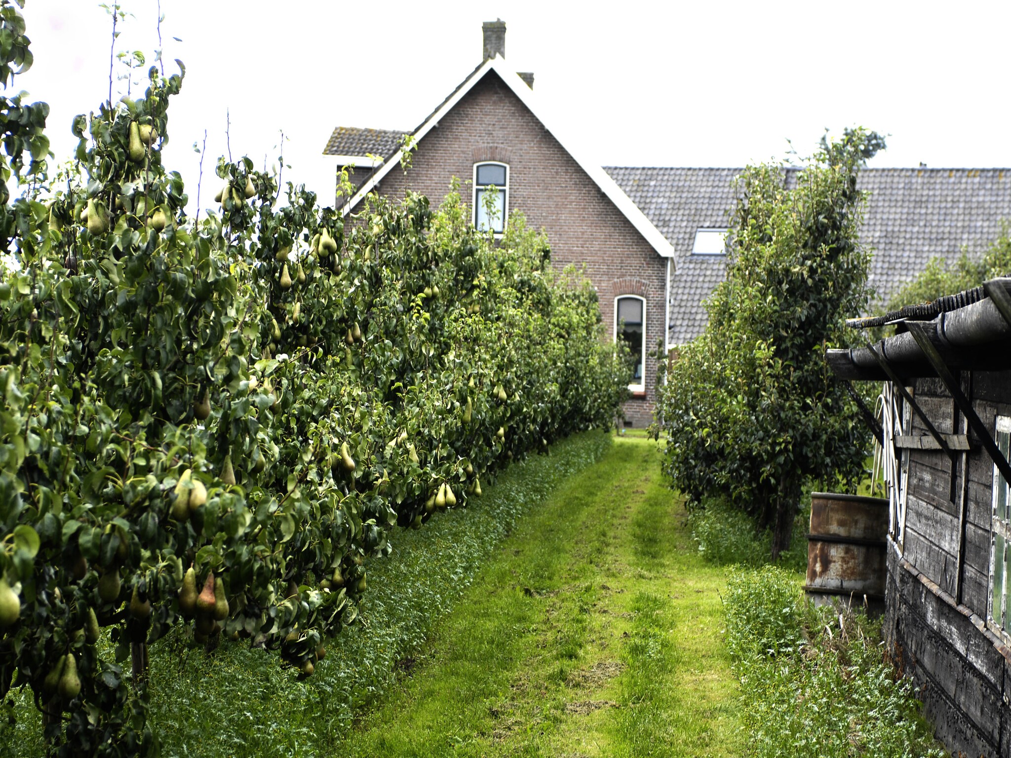   Licykreken