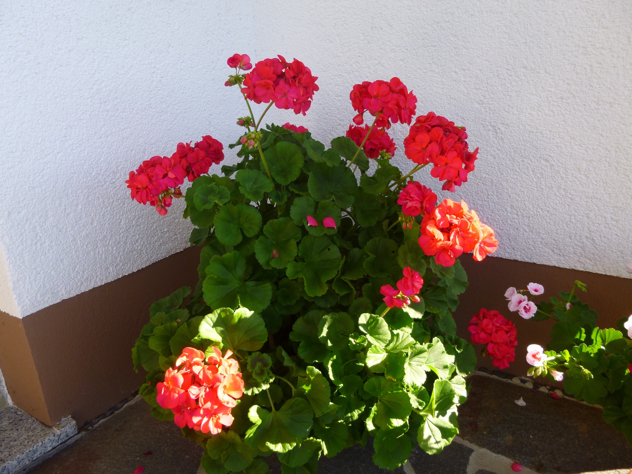 Appartement Neukirch