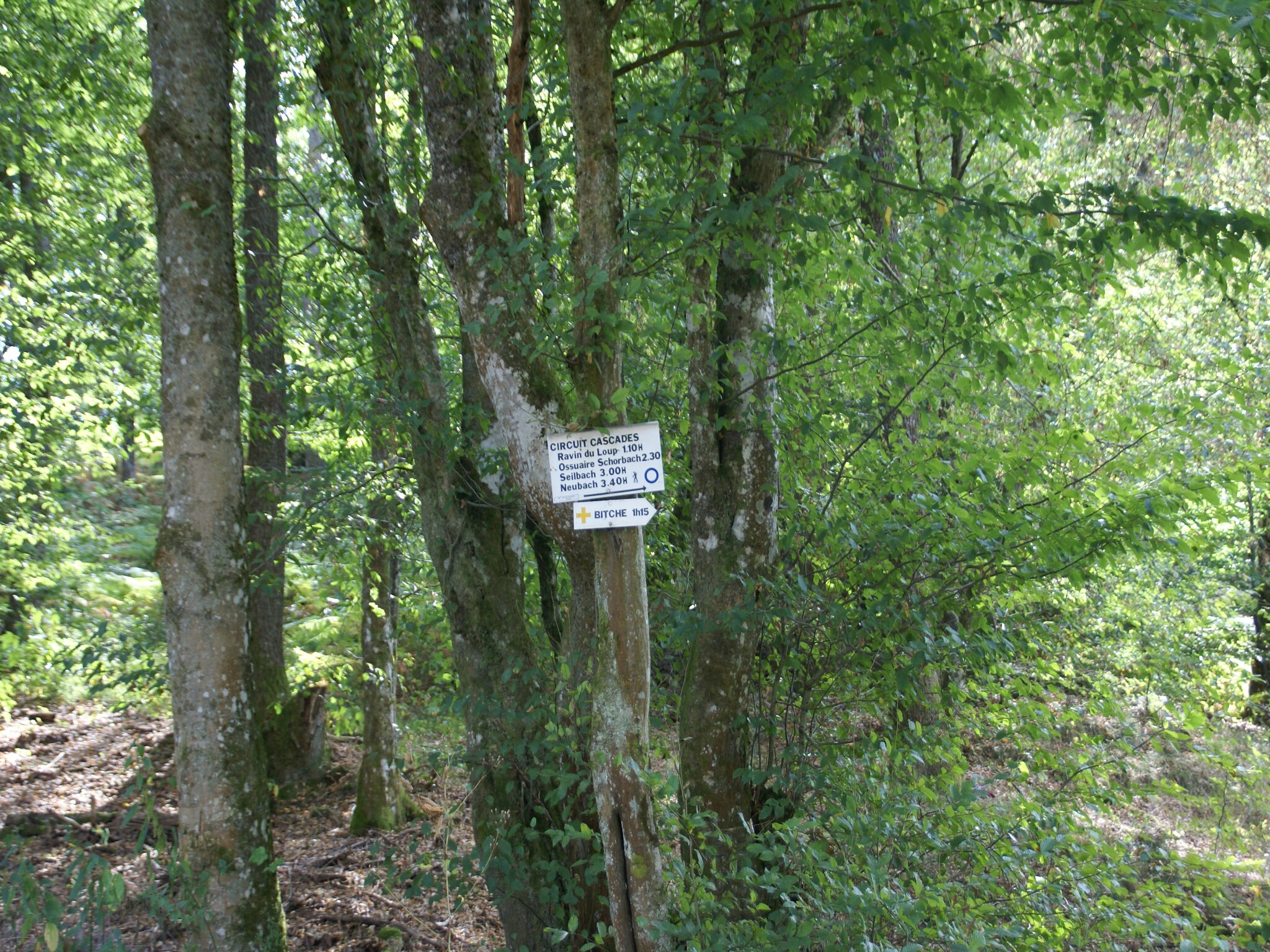   La Schwingmuhle