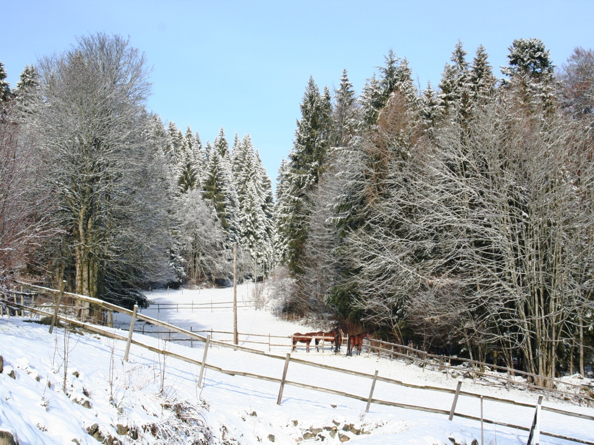 Appartement Vogelsang