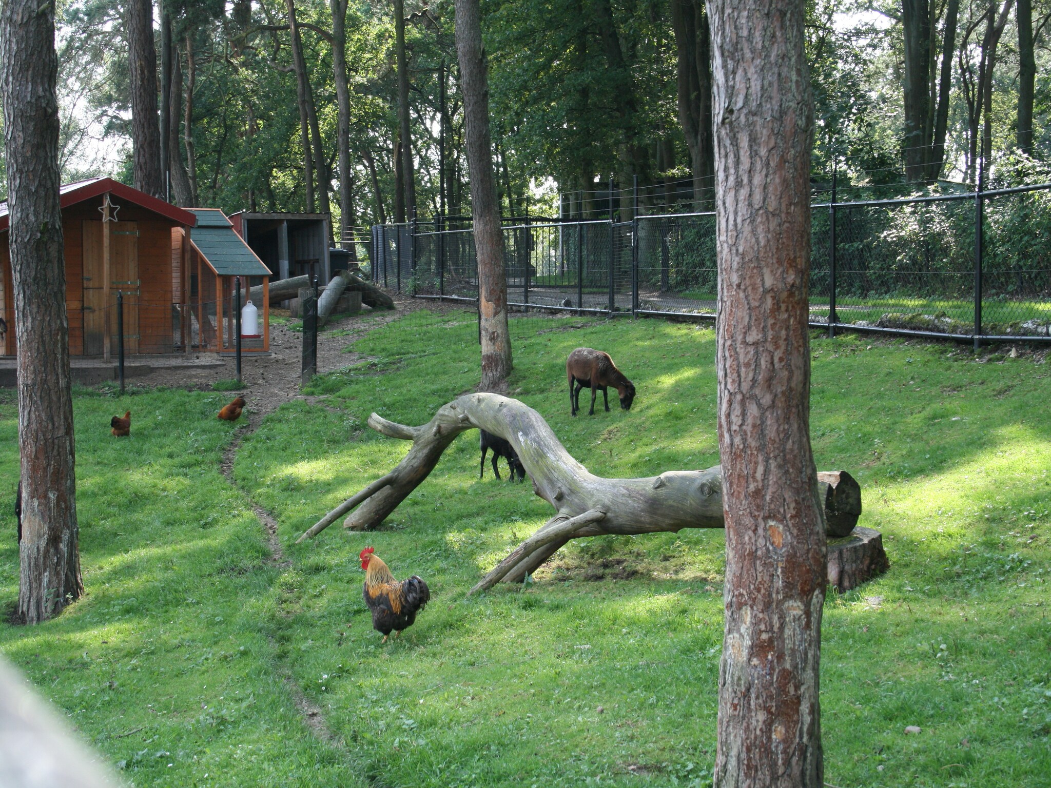   Resort Brunssummerheide 14