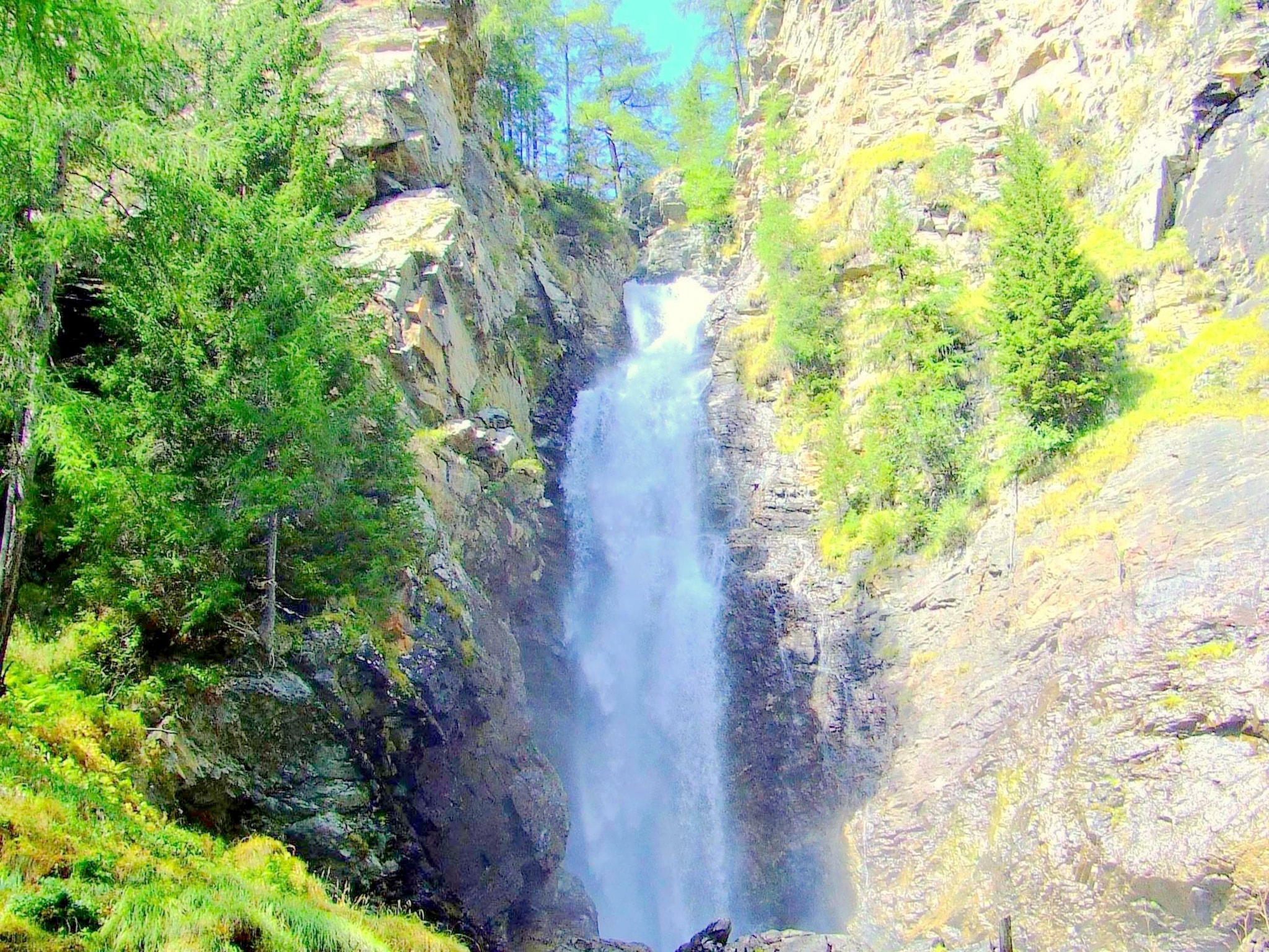   Fior di melo