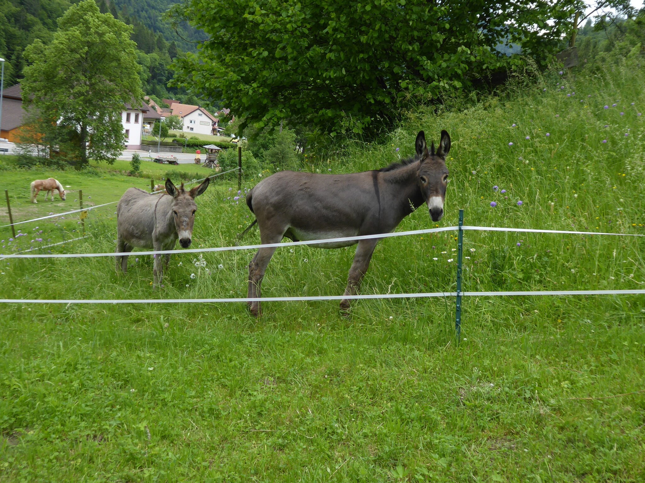 Ferienwohnung Brandenberg