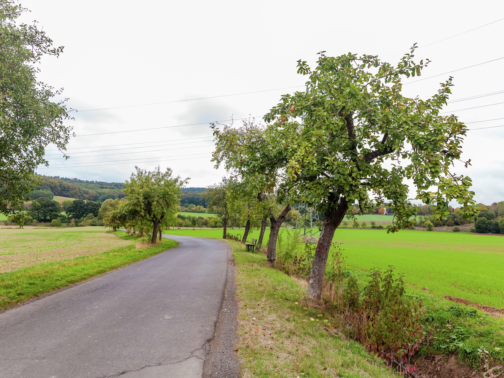   Im Kellerwald
