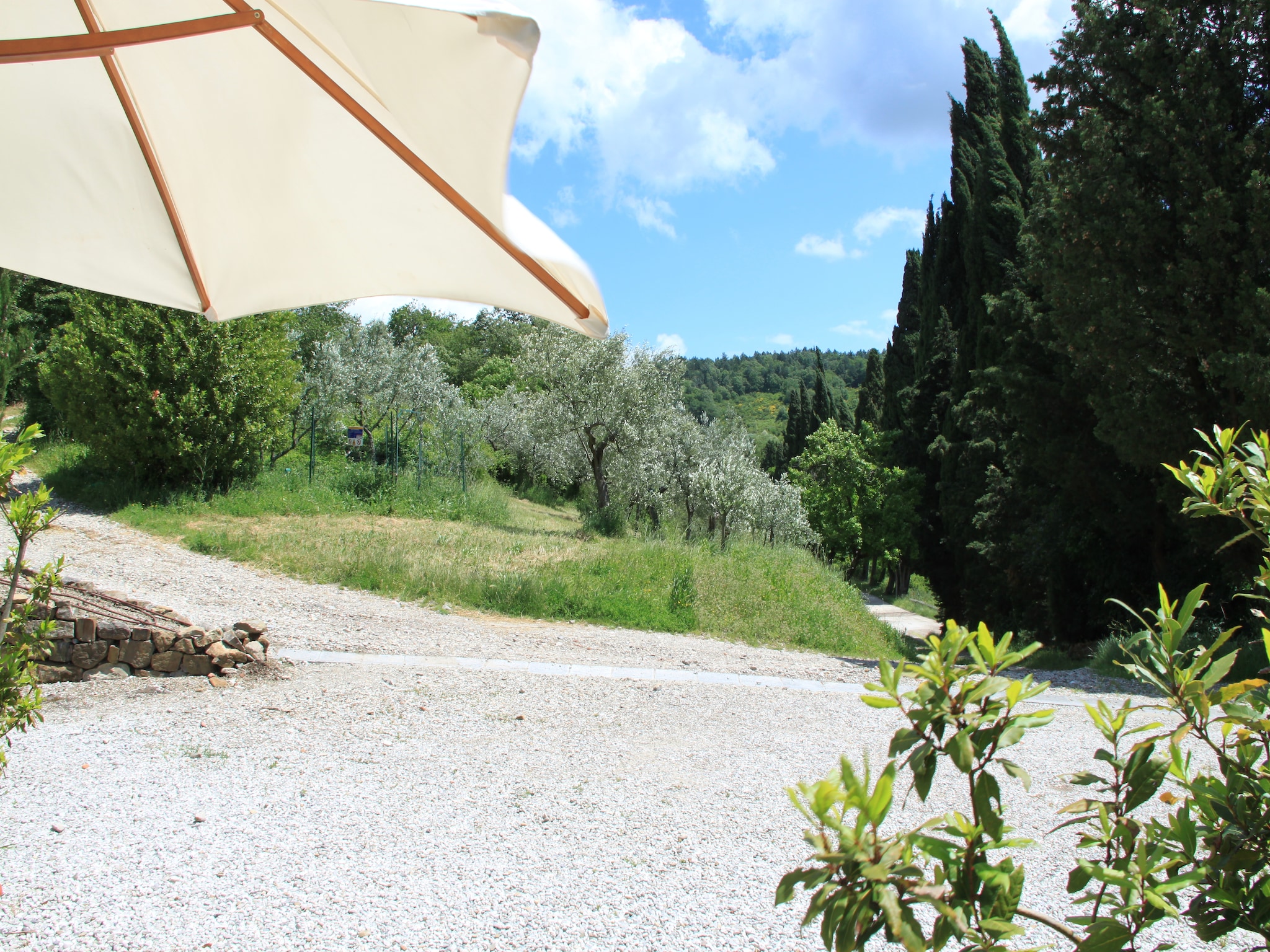   Le Olive
