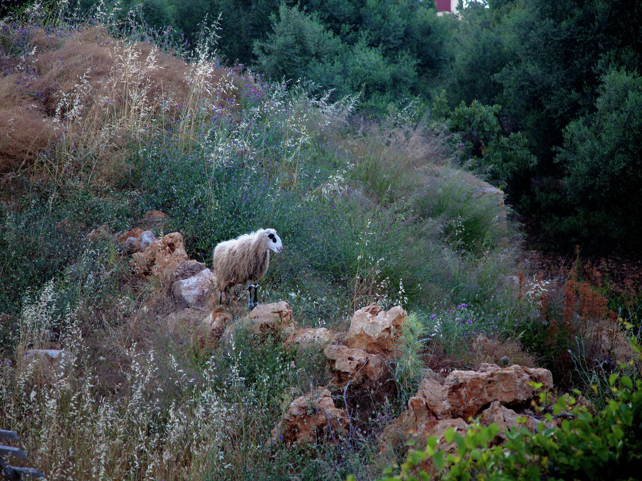 Casa di vacanze Villa Eleonora