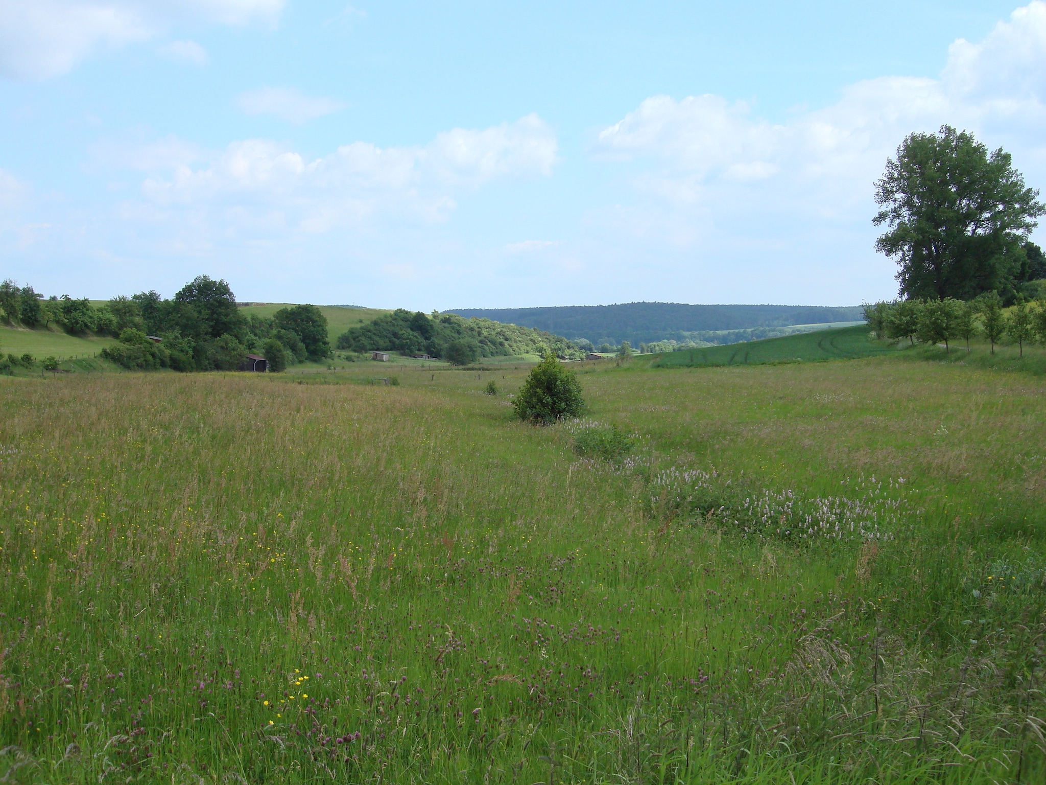   Köster