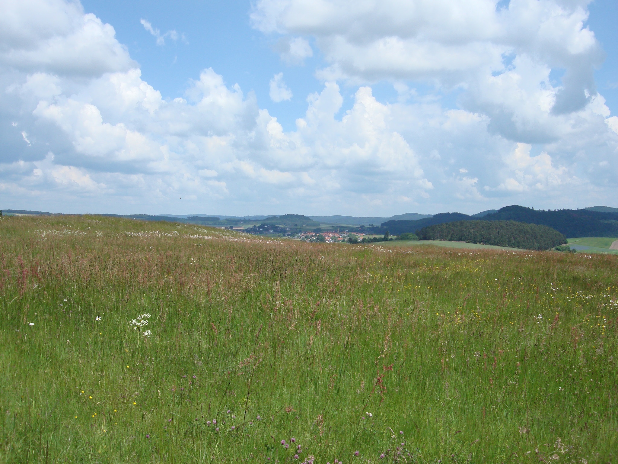   Köster