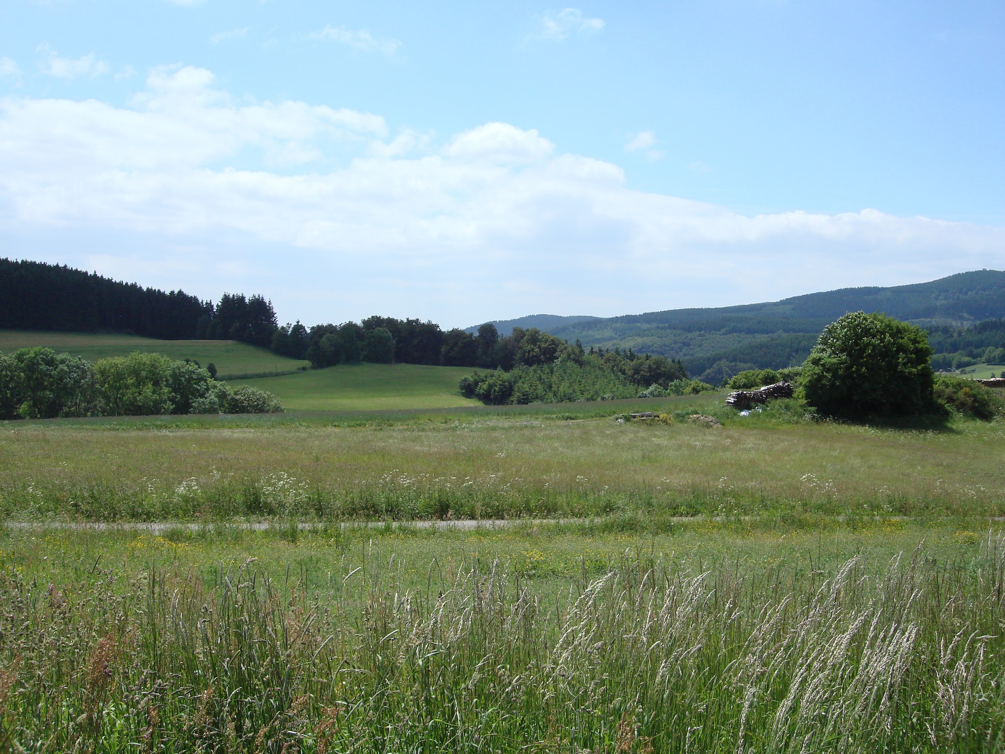   Köster