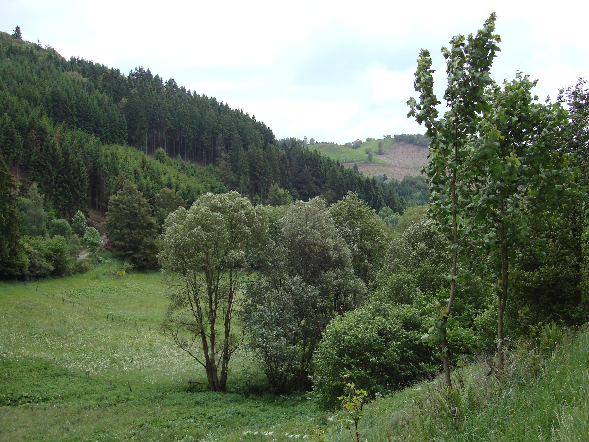   Köster