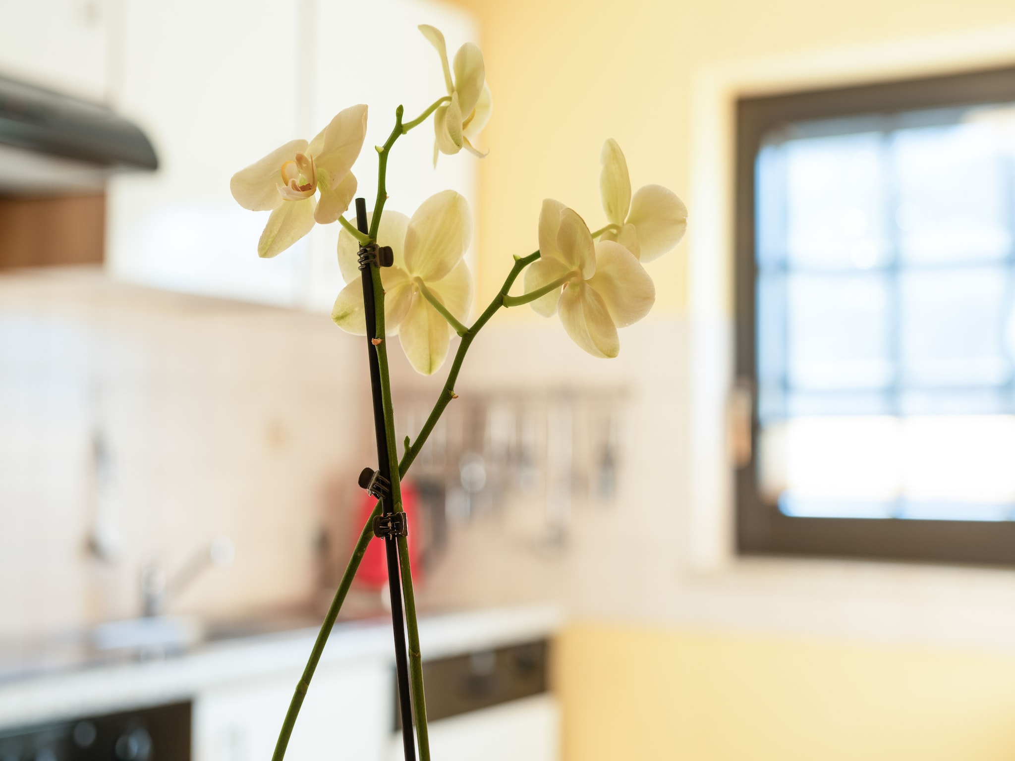 Ferienwohnung Blume