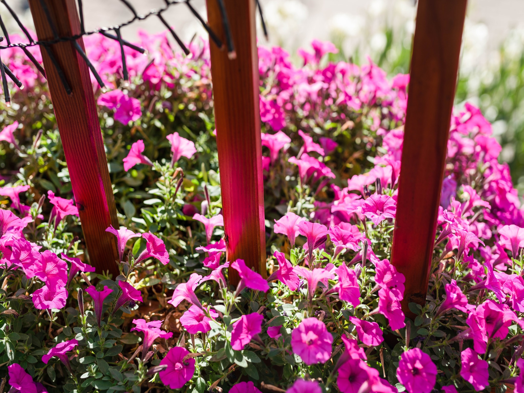 Ferienwohnung Blume