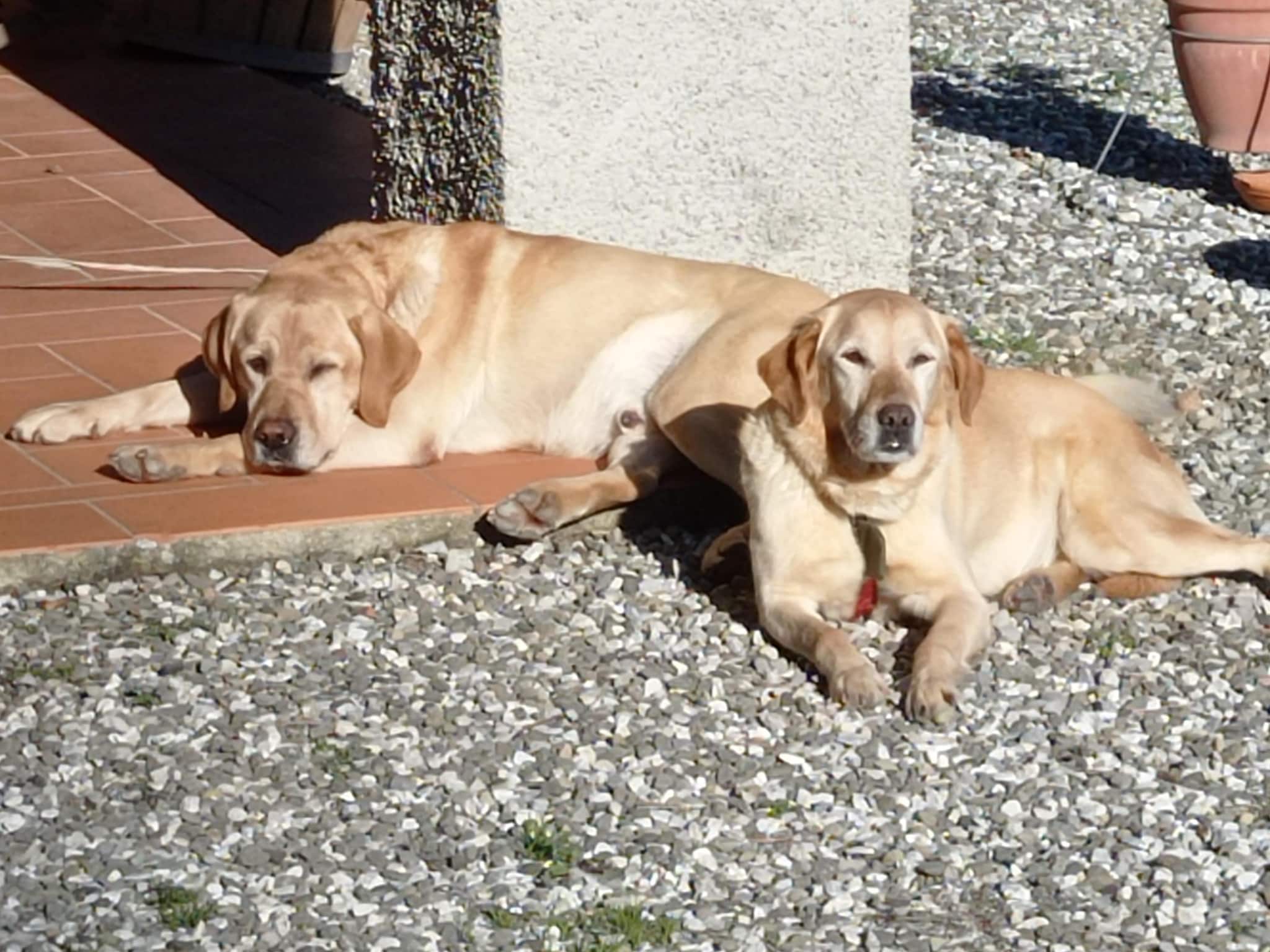 Casa de vacaciones Olivi Giallo
