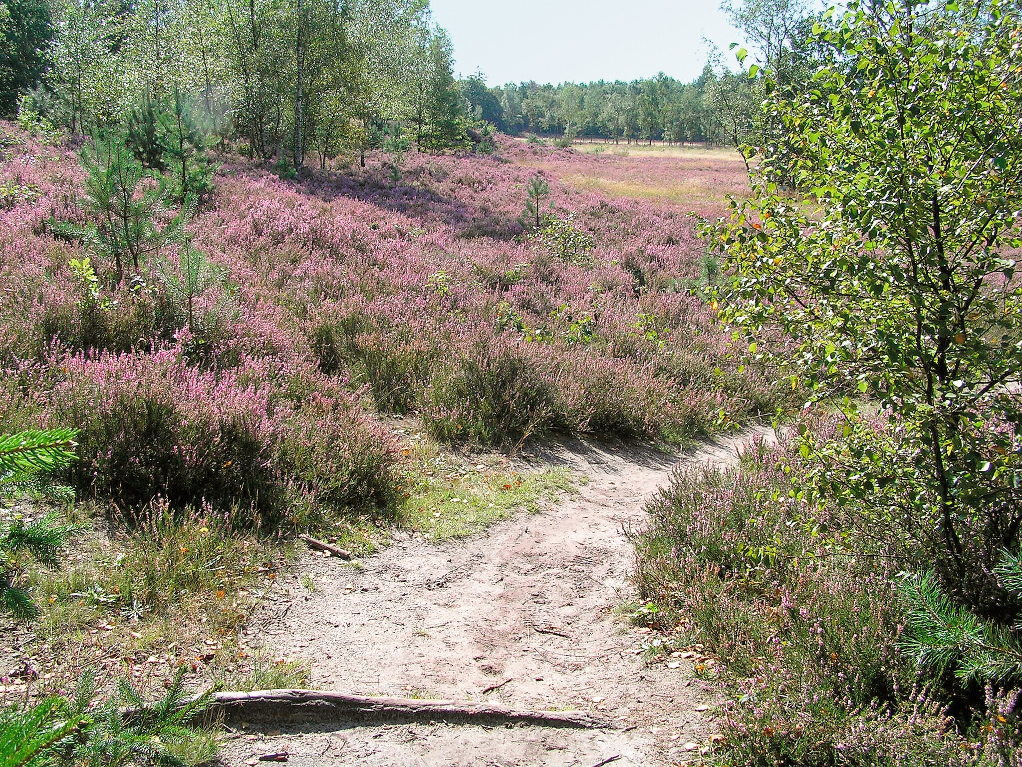   Het Drentse Wold 2