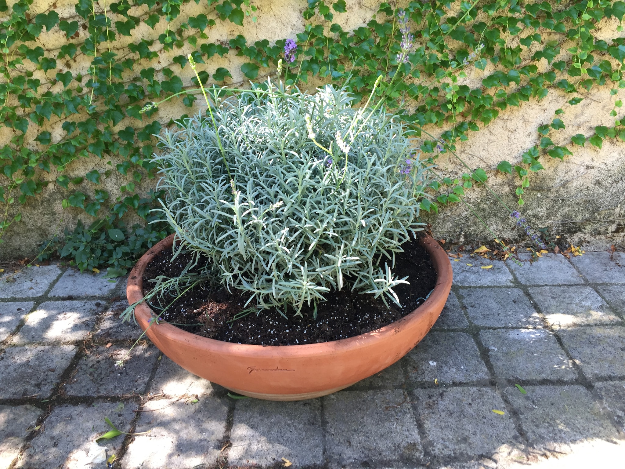   Au coeur du Languedoc