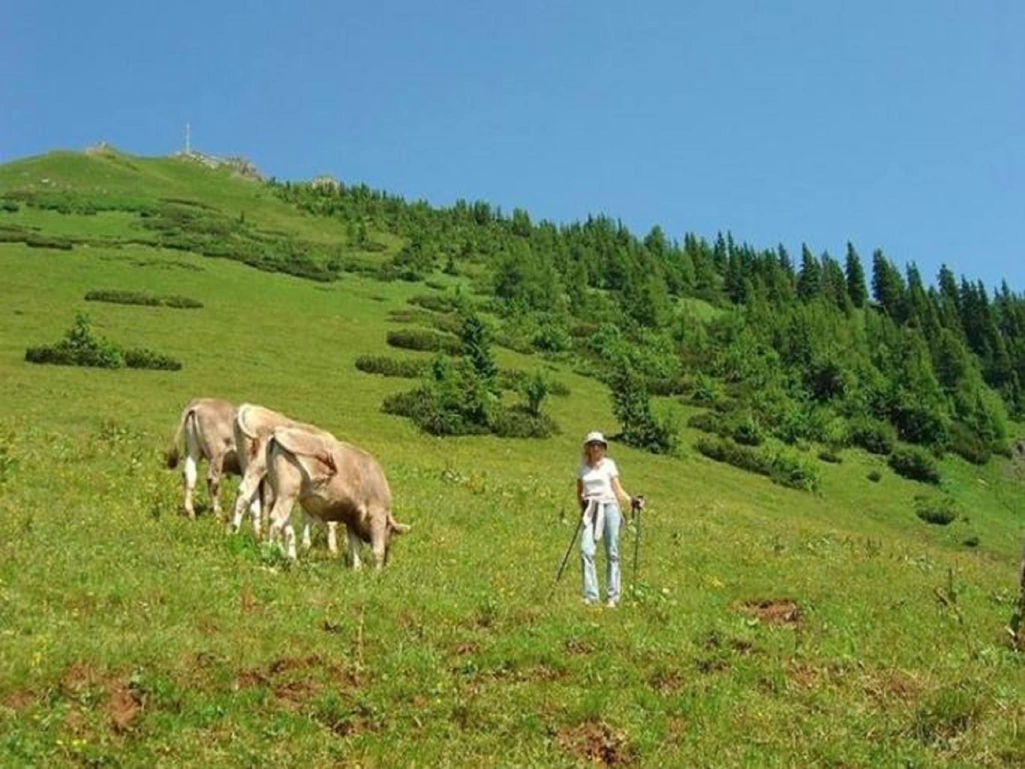 Leilighet Pircher