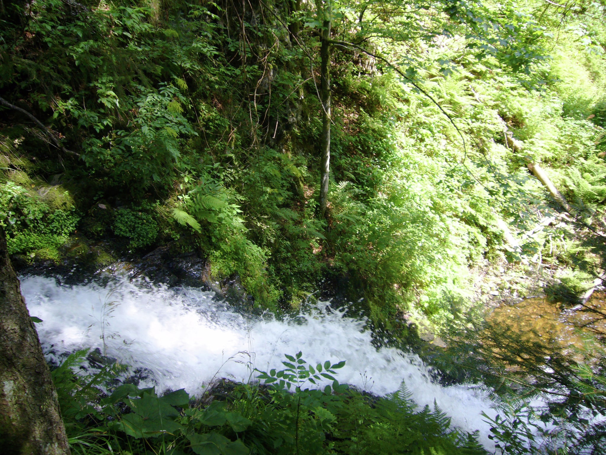   Schwarzwald