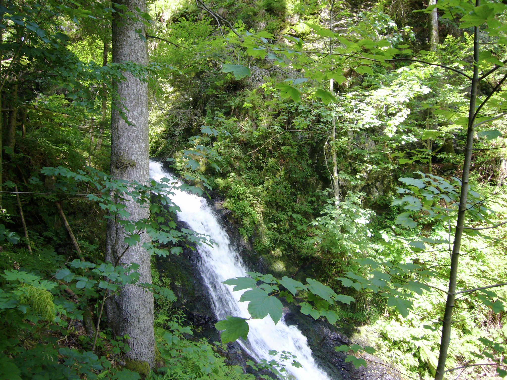   Schwarzwald