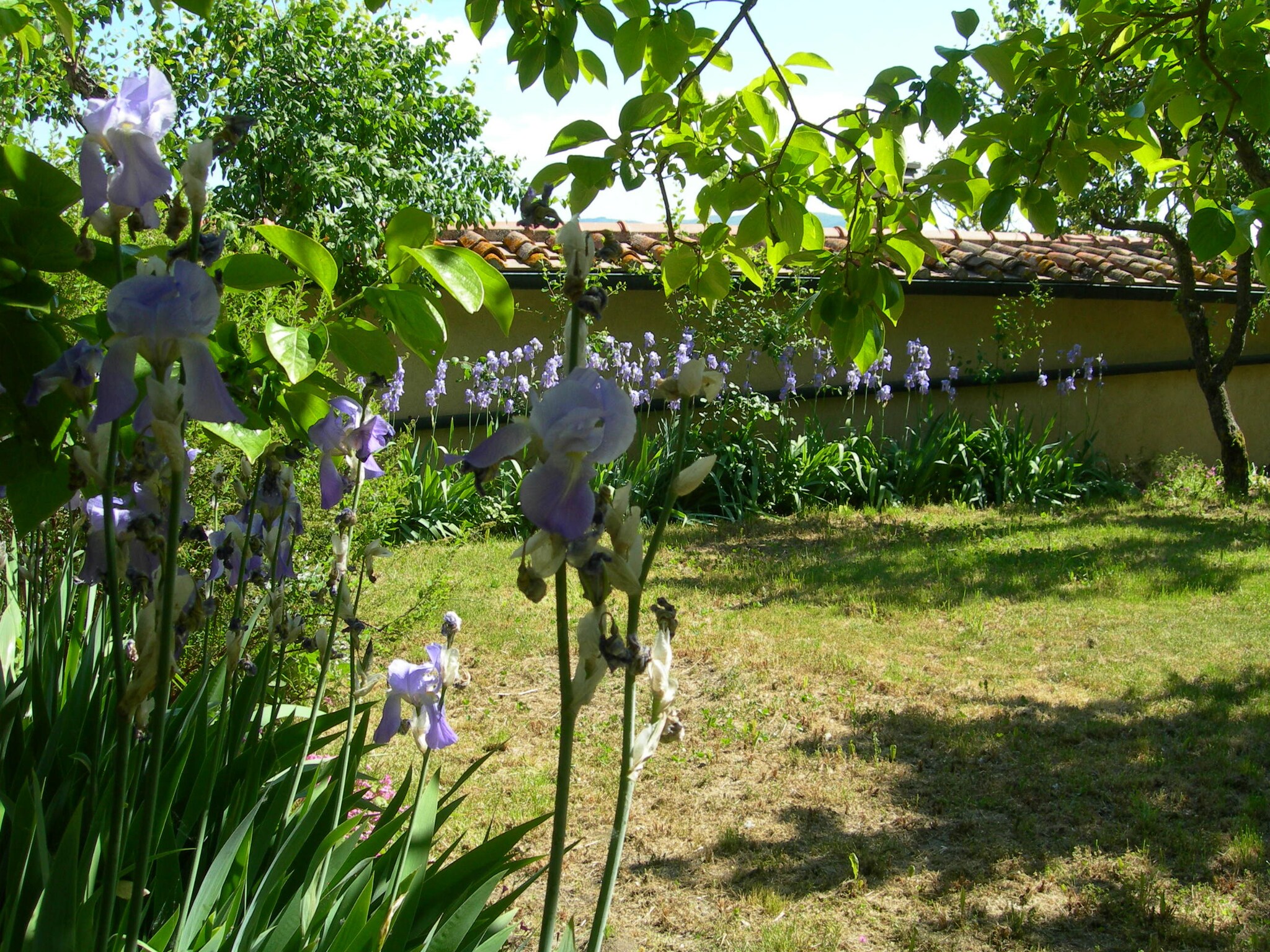   Cennini