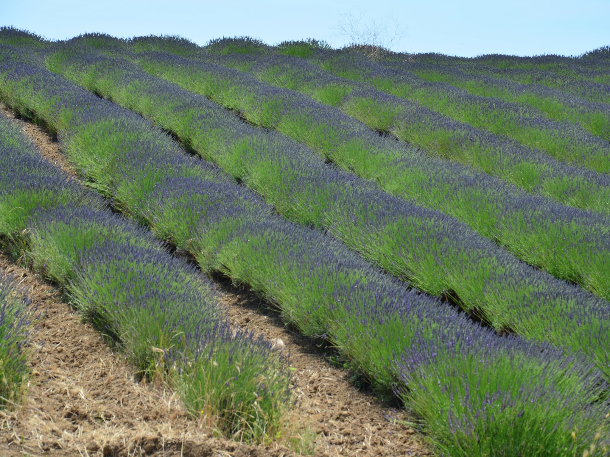 Ferienhaus Lavanda