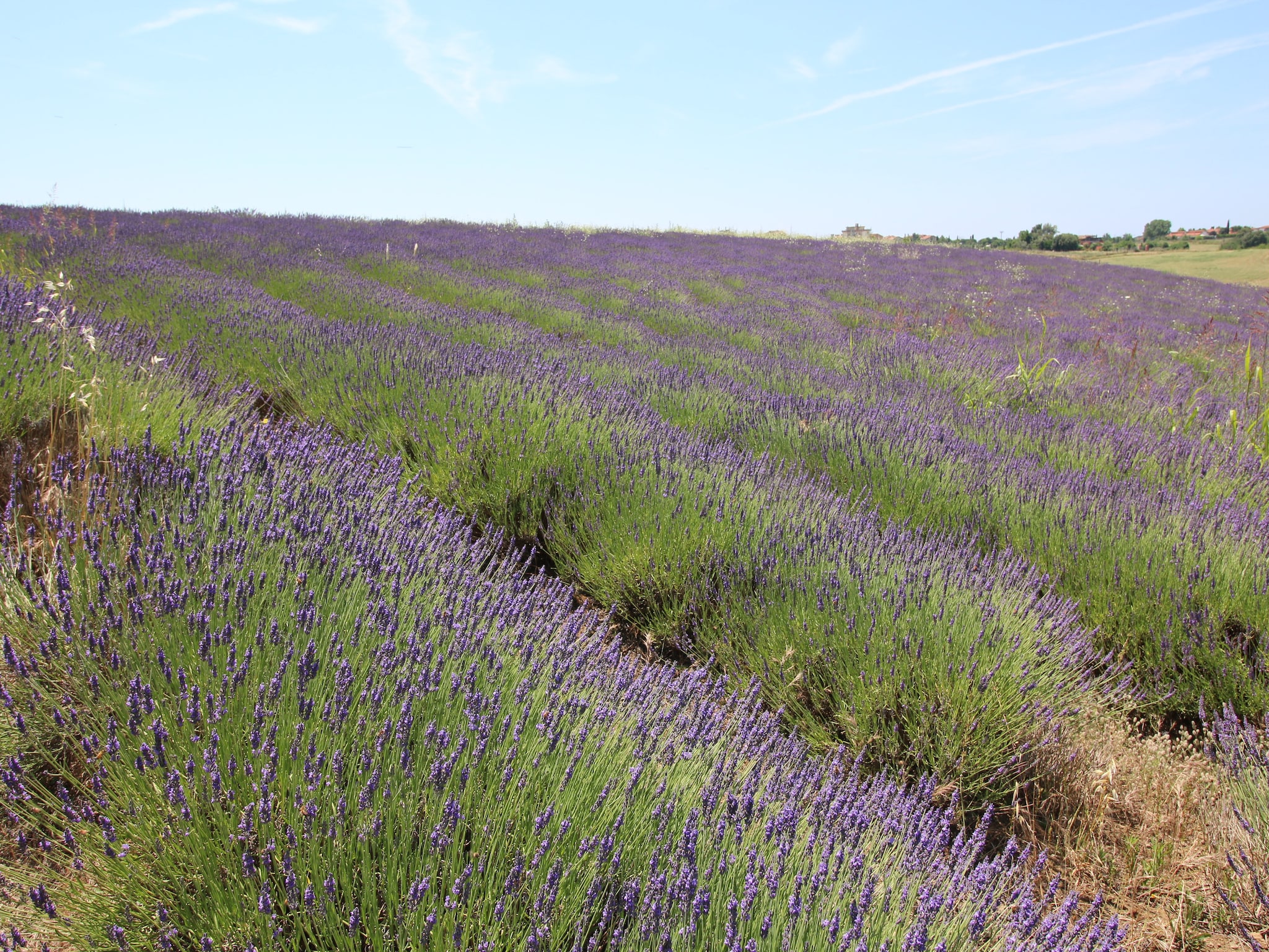 Ferienhaus Lavanda