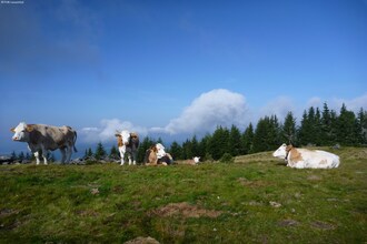 Klippitztörl 355/359