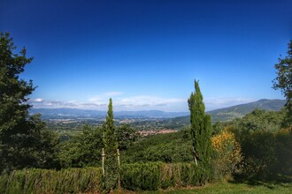 Caprifoglia