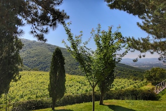 Caprifoglia
