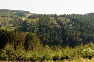 La Belle au Bois