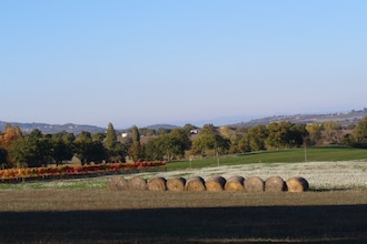 Moriano