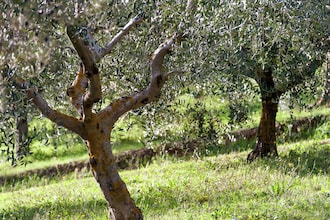 Moriano