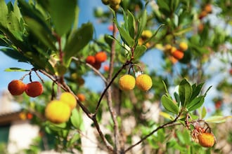 Moriano